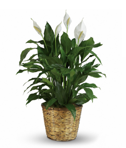 Peaceful Lily Plant