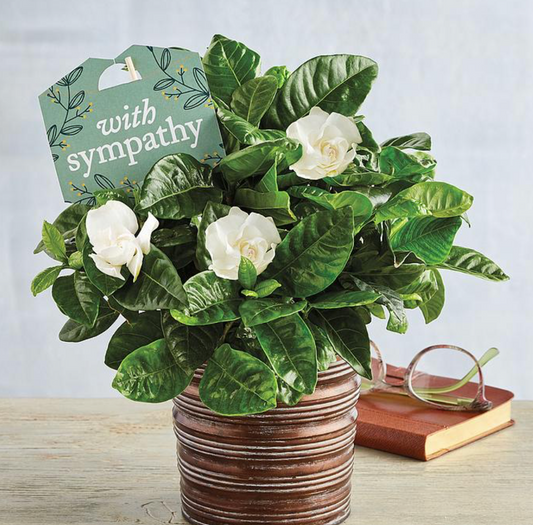 Serenity Gardenia Plant