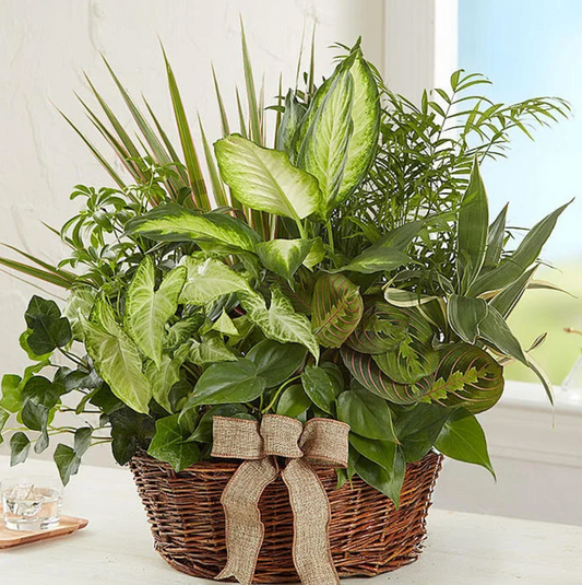 Lush Green Garden Basket