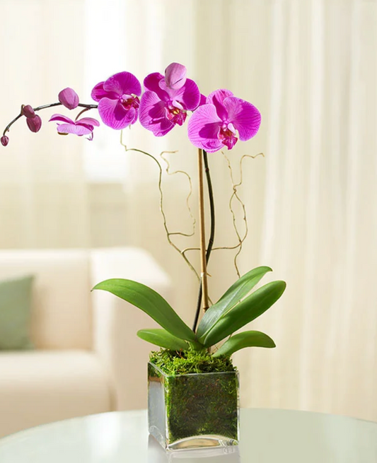 Modern Orchid Cube