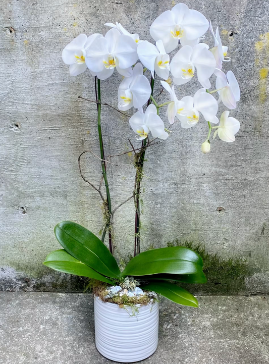 Pure Elegance Orchid