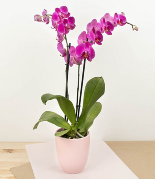 Blush Orchid Bloom