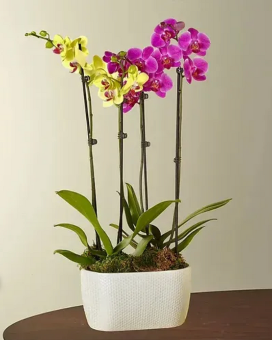 Petite Orchid Garden