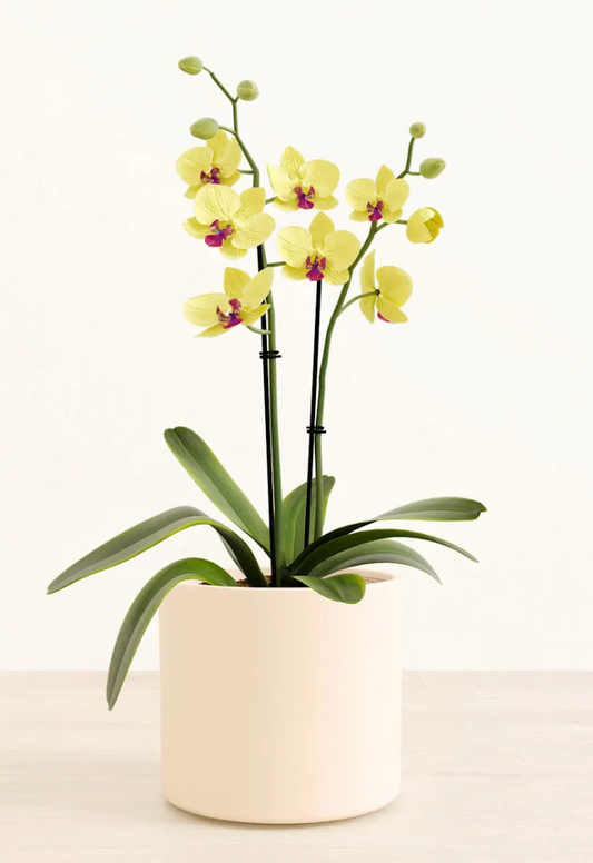 Petite Golden Orchid