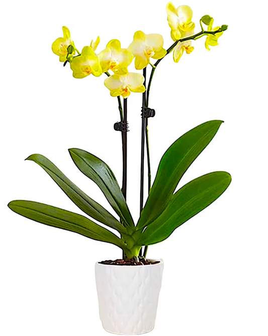 Golden Orchid Bloom