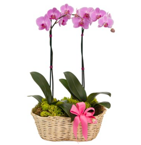 Blushing Orchid Garden