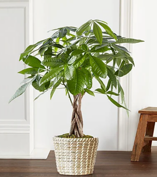 Prosperity Money Tree
